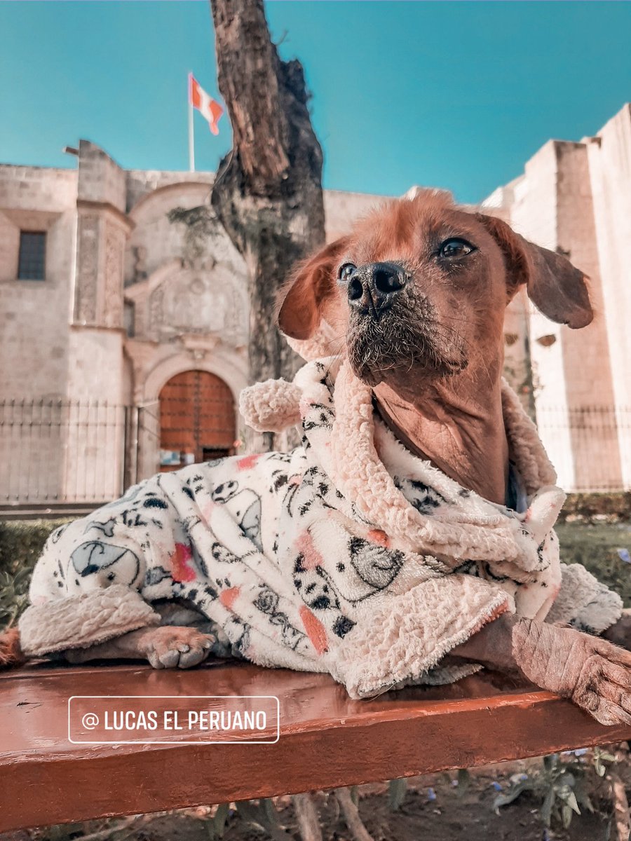lucaselperuano's tweet photo. Tomame como que no me doy cuenta 🐶👓🖤🙊 #lucaselperuano #perro #perrosinpelodelperu #perroperuano #perrocalato #perroperuanosinpelo #Perú  #Arequipa #Lima #peruvianhair #petphotography #perrosperuanos #viringos #dog https://t.co/bcI3CsmAmA