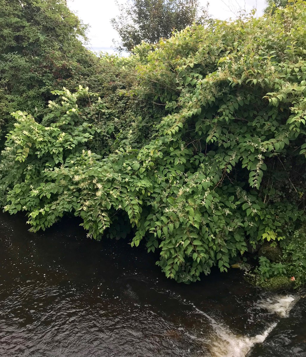 Irish Garden Birds tweet media
