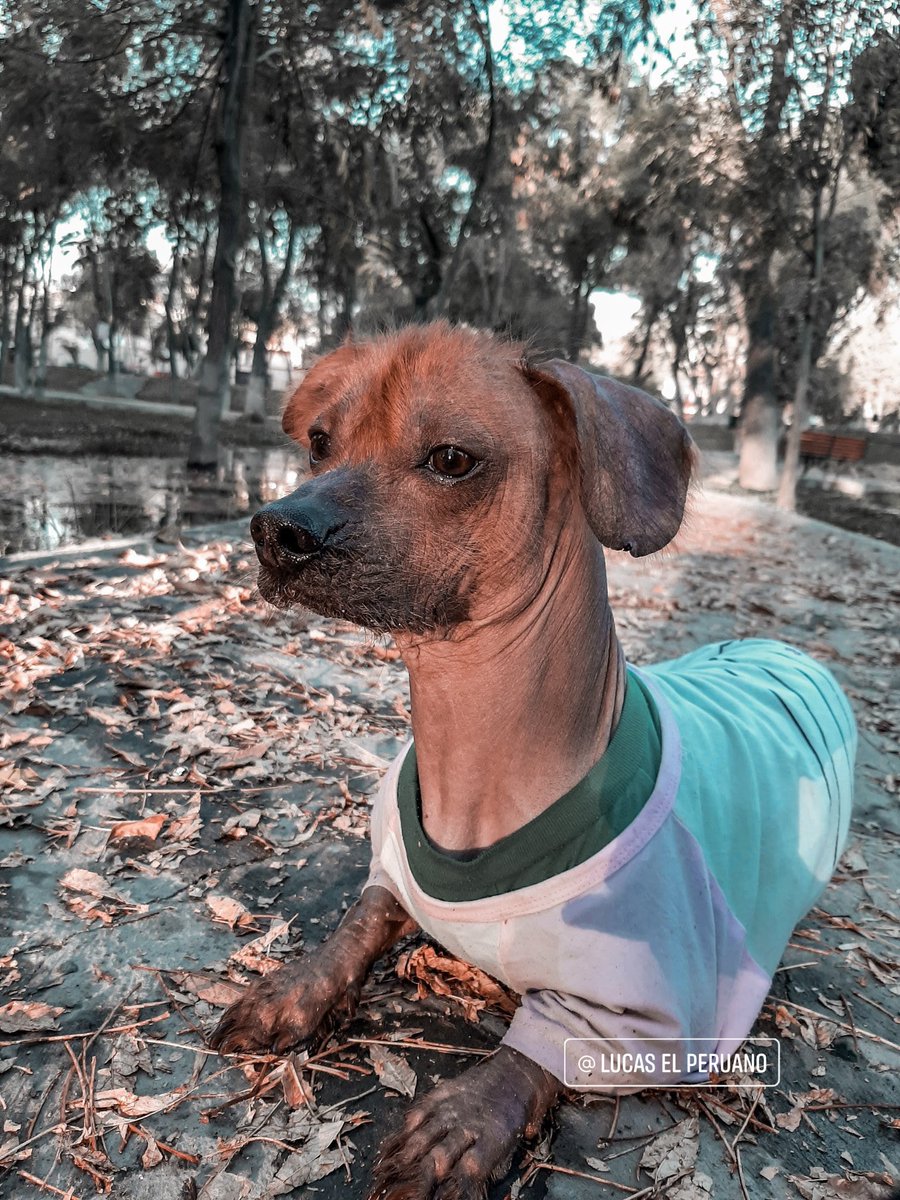 lucaselperuano's tweet photo. Hermoso día 🌞🐾 #lucaselperuano #perro #perrosinpelodelperu #perroperuano #perrocalato #perroperuanosinpelo #Perú  #Arequipa #Lima #peruvianhair #petphotography #perrosperuanos #viringos #dog https://t.co/k2JxycIiw3