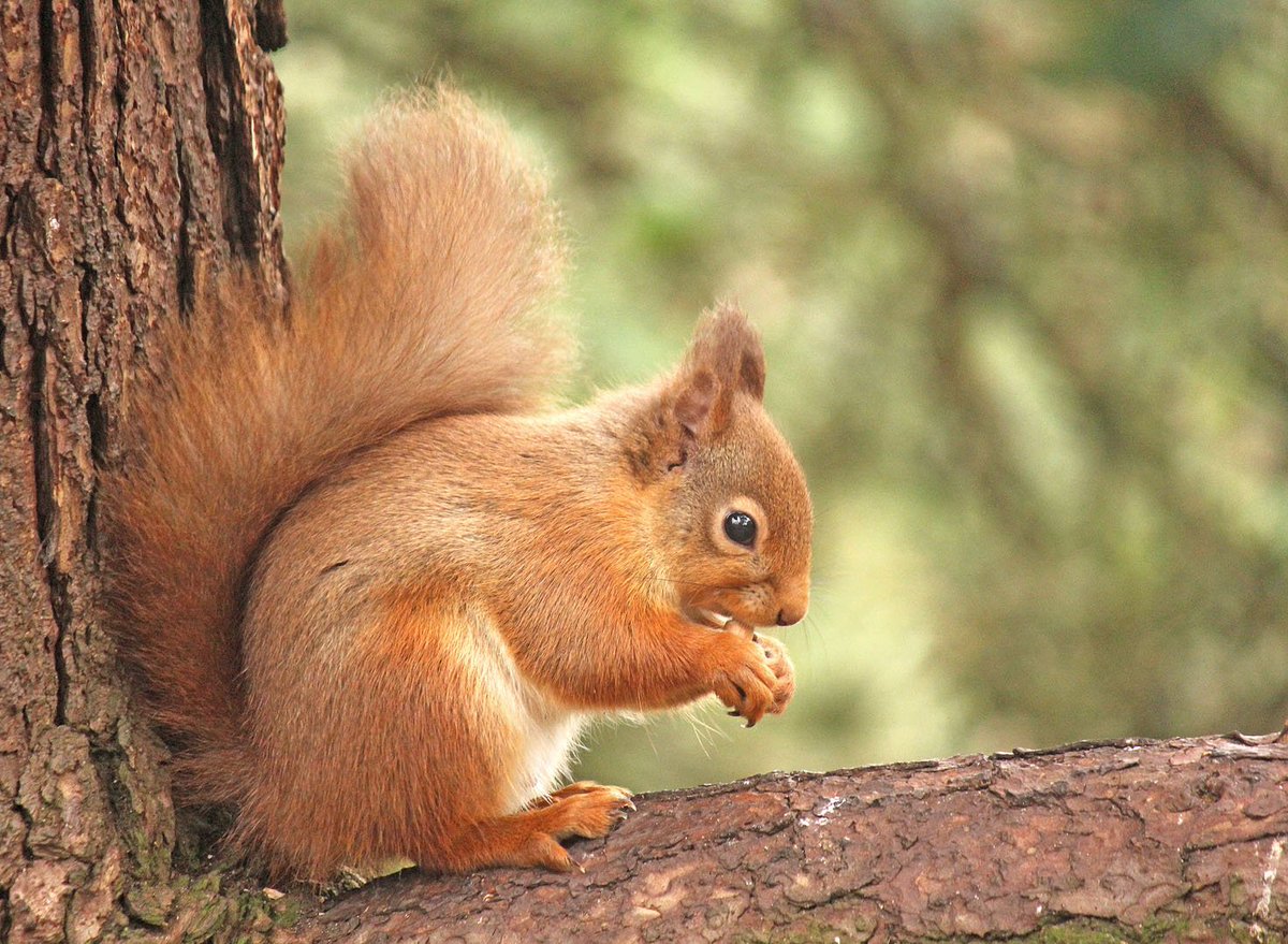 #RedSquirrelAwarenessWeek Some Squirrel shots from Morayshire