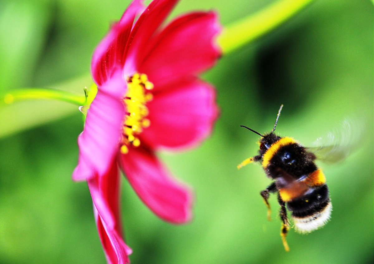 DancinginLife's tweet photo. Bees Are Essential for Life Here on This Earth
https://t.co/OgAs0RMleP
#BeesLive #environment #vegan #earth https://t.co/OiTISQRkP7