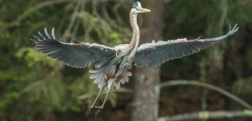 franmcveigh's tweet photo. Did you catch this mini-lesson?
#g2great #focuslesson
A5 Consider this photo of a great blue heron. Certainly a nice portrait. I love the extravagant wingspread. But… (read below picture 2)
@FletcherRalph
#FocusLessons https://t.co/w7xdkDJ6gC