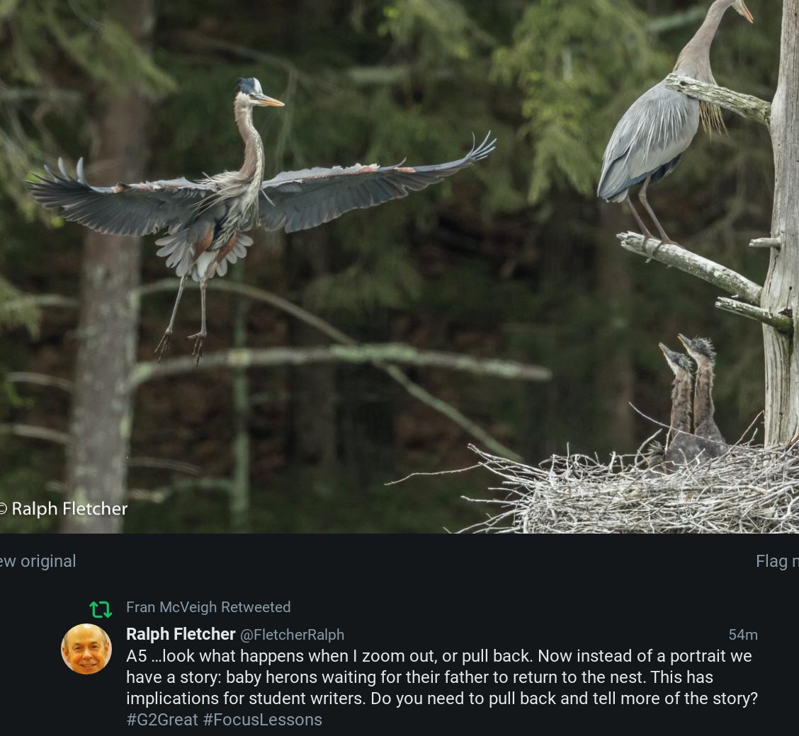 franmcveigh's tweet photo. Did you catch this mini-lesson?
#g2great #focuslesson
A5 Consider this photo of a great blue heron. Certainly a nice portrait. I love the extravagant wingspread. But… (read below picture 2)
@FletcherRalph
#FocusLessons https://t.co/w7xdkDJ6gC