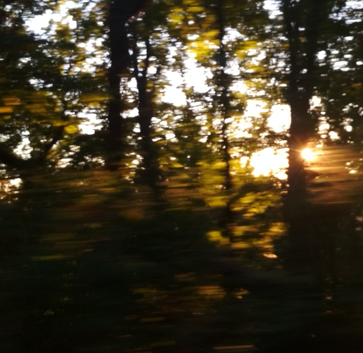 masher_lan's tweet photo. looks like summer, smells like fall. https://t.co/LDg4wz5WwW
