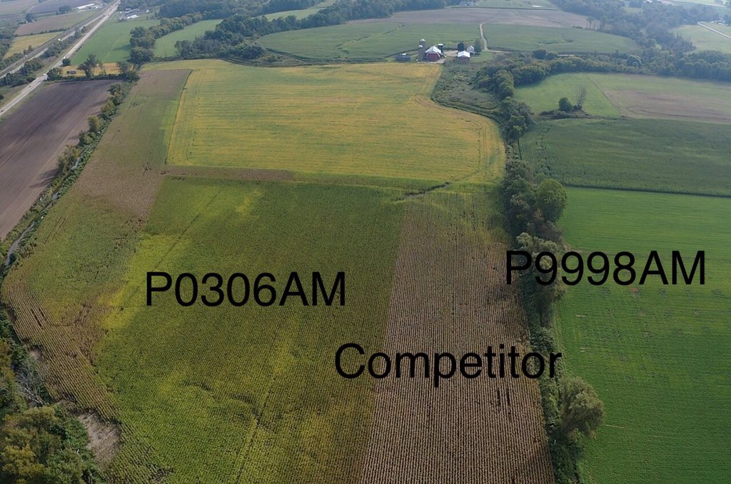 JoeTimmer6's tweet photo. I’m definitely seeing an outstanding difference between Pioneer’s tolerance to tar spot and the competition’s. The Pioneer seeds app seems to agree. https://t.co/z3xrAGRUwt