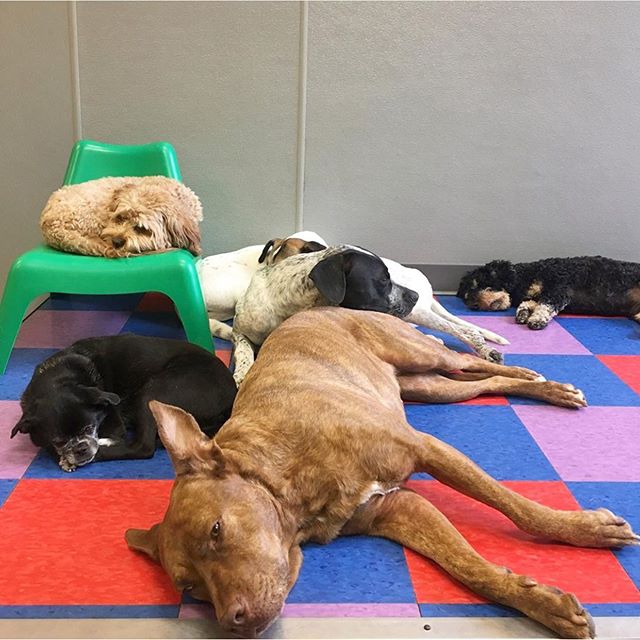 PhillyDogSchool's tweet photo. Good ol’ fashioned dog pile
.
.
.
.
.
.
#phillydogschool #cute #muttsofinstagram #dog #dogpile #phillydog #dogsofinstagram #philly #phillylove https://t.co/6i2nzW3URT
