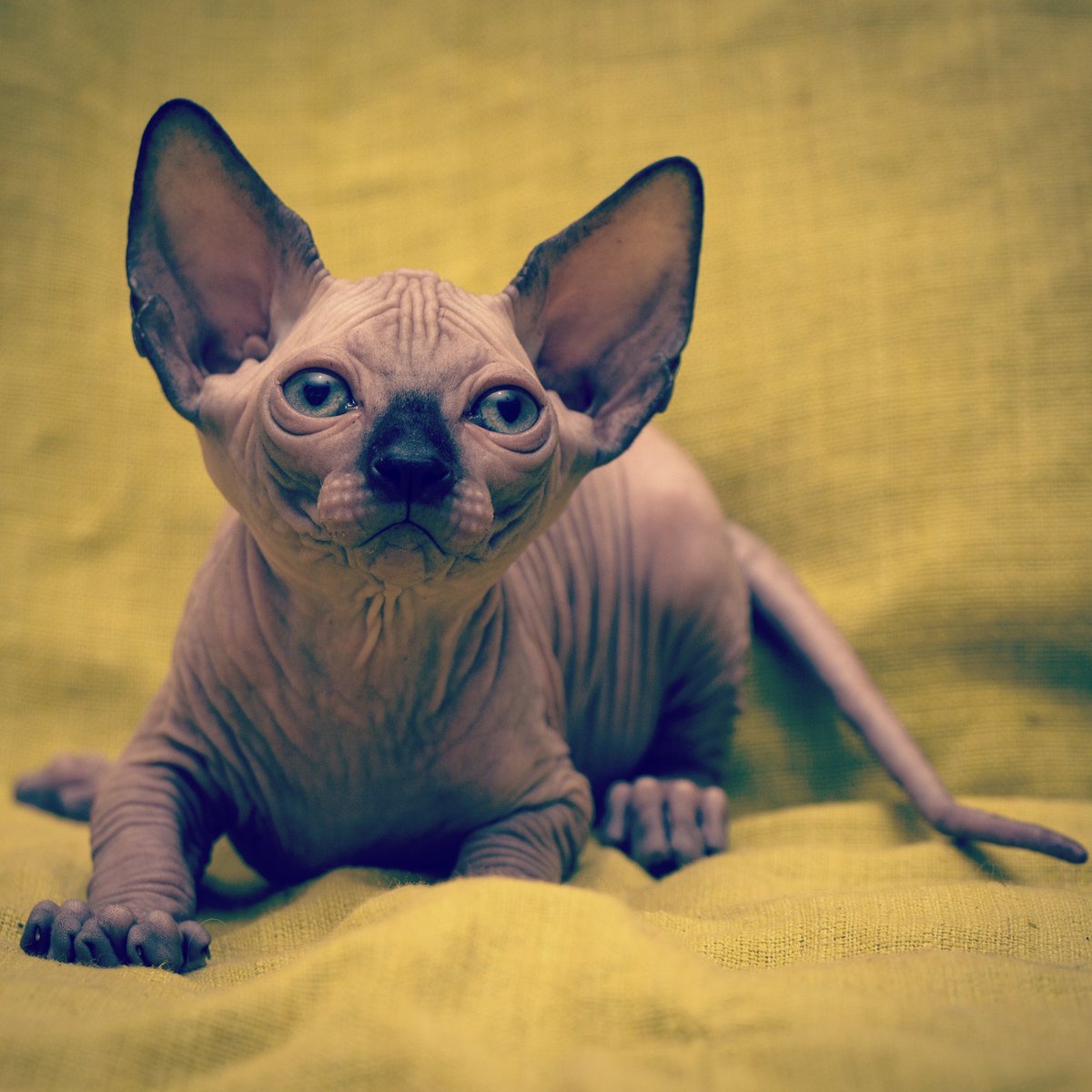 Boy seal point 
Available
#sphynx #sphynxcat #sphynxlair#sphynxhouse #sphynxismyworld#sphynxunlimited #sphynxgram#sphynxtagram #sphynxofinsta#sphynxofinstagram #sphynxfeature#sphynxlife #sphynxlove #sphynxlover#sphynxmoments #sphynxcommunity#sphynxclub #sphynxcorner #sphynx