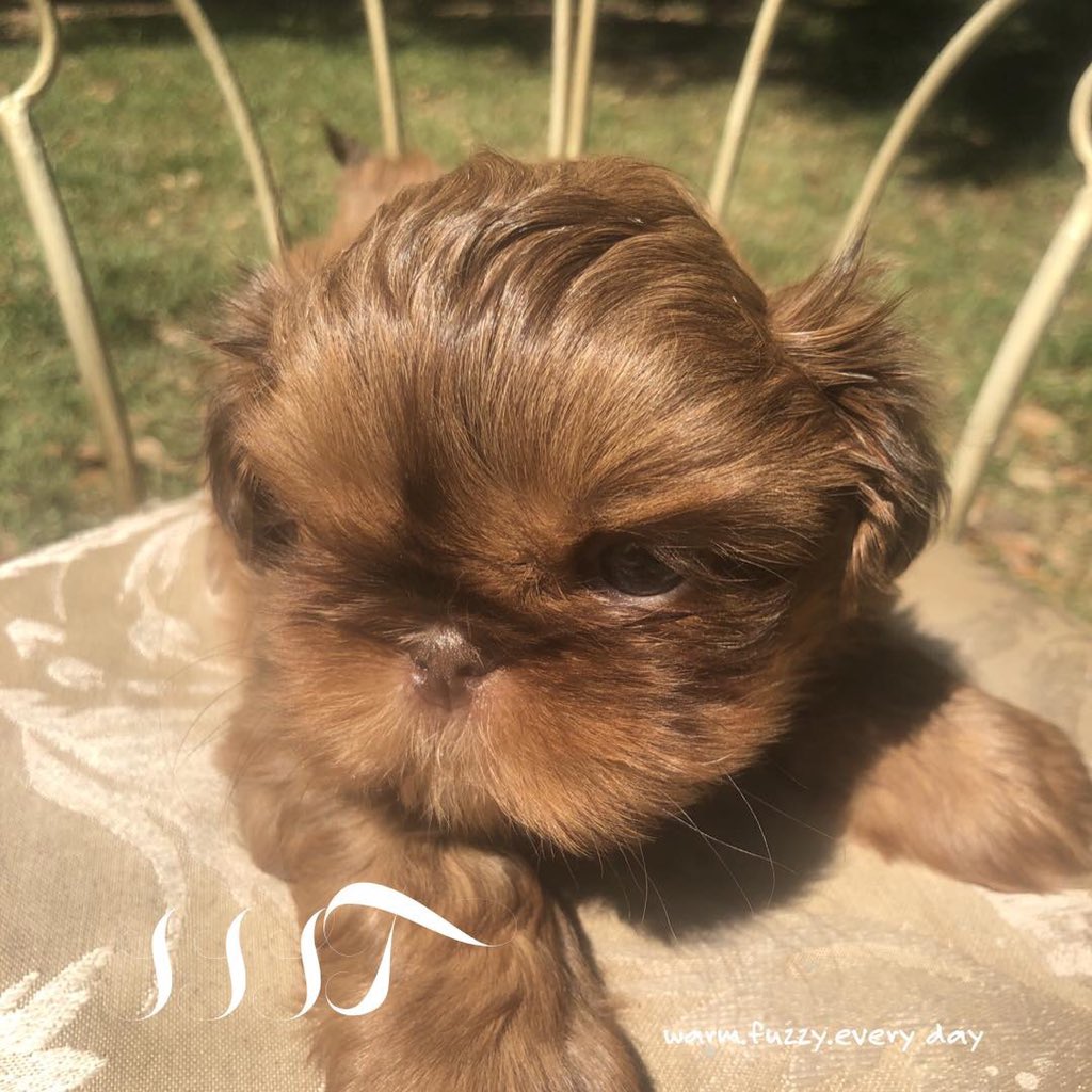 Shan Shui Shih Tzu (@shanshuishihtzu) / Posts / X