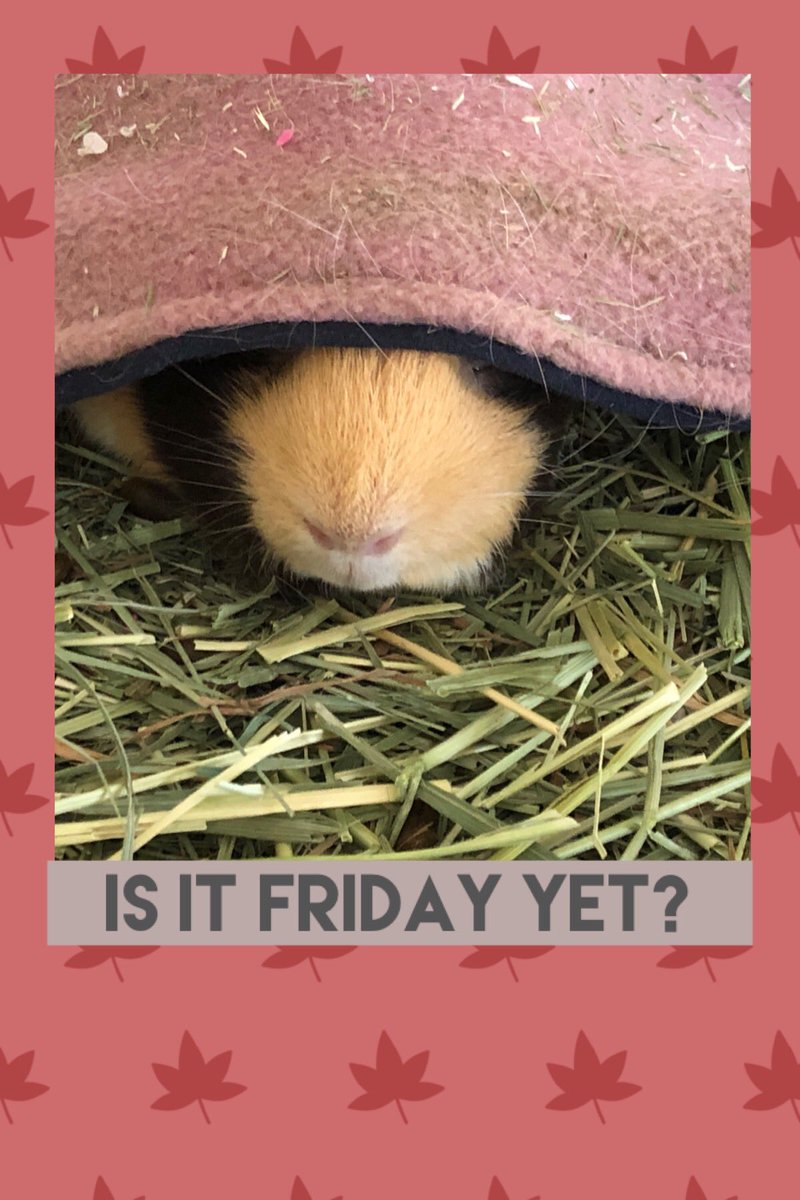 #wheekend #cavy #sleepy #Friday #guineapig