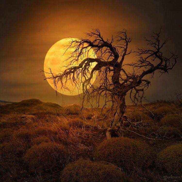 taiga_codex's tweet image. #nature #landscape #wilderness #earth See more: taiga-codex.com