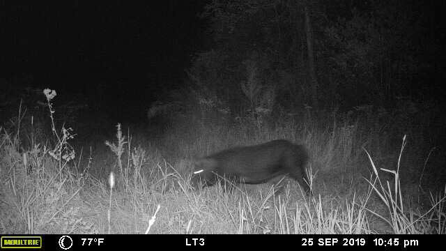 Lindsay Thomas Jr. tweet media