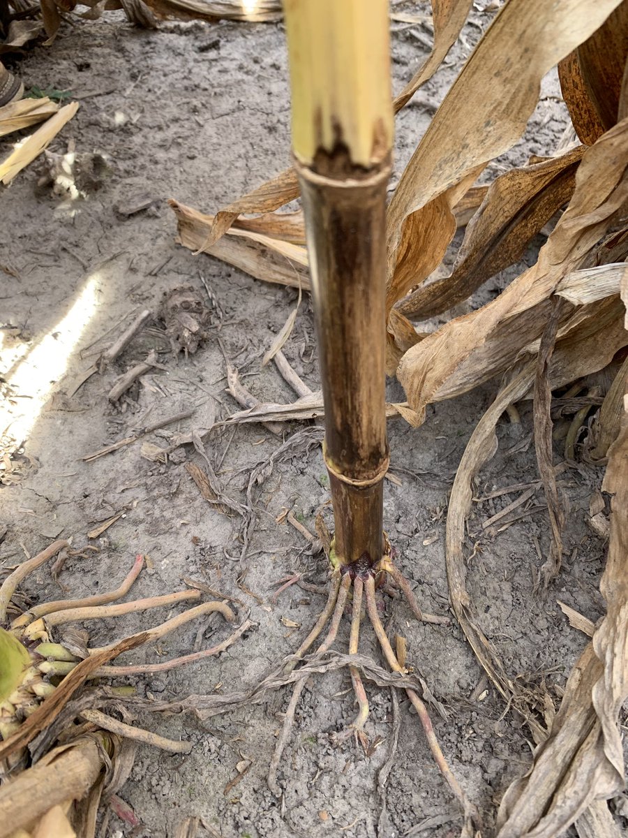 Shiny black rind - another potent reminder that stalk rots/ cannibalization could be very real in 2019.  Keep eye on those fields that seem risky - do not let poor stalk quality longer in fields.