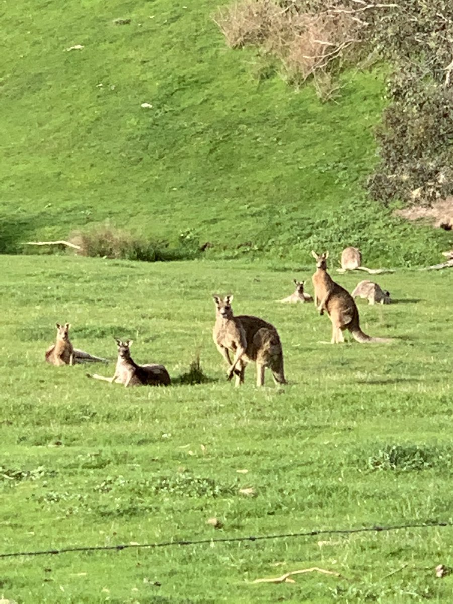 ProfSDodds's tweet photo. Good morning from the roos  of #KangarooGround #AFLLongWeekend https://t.co/a4ElzAHfVt