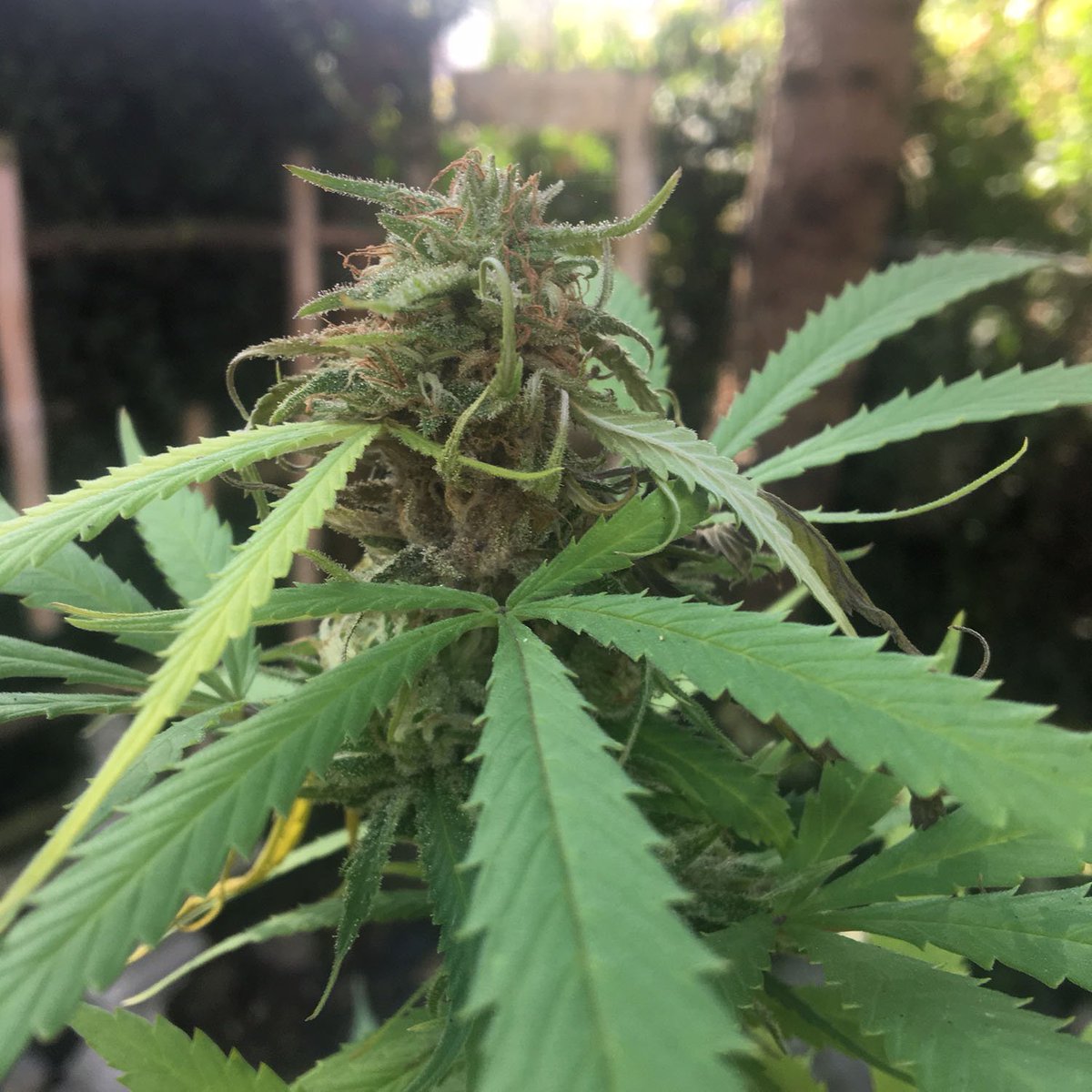 dankcreative's tweet image. We are getting close... I think she is coming down this weekend to dry!
#harvest2019 #GrowYourOwn #CannaFam