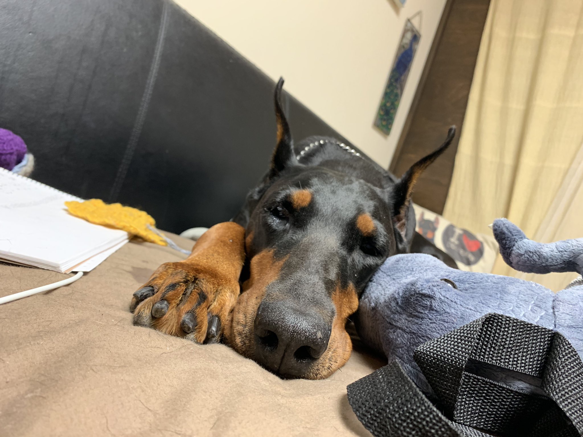 Reden Paradise For Dogs Auf Twitter 朝から麗羅が可愛い ドーベルマン Doberman ドーベルマン麗羅 大型犬 ブラックアンドタン ブラタン Dobermanjapan Reden Paradise For Dogs Auf Twitter 朝から麗羅が可愛い ドーベルマン Doberman ドーベルマン麗羅 大型犬 ブラックアンドタン ブラタン Dobermanjapan