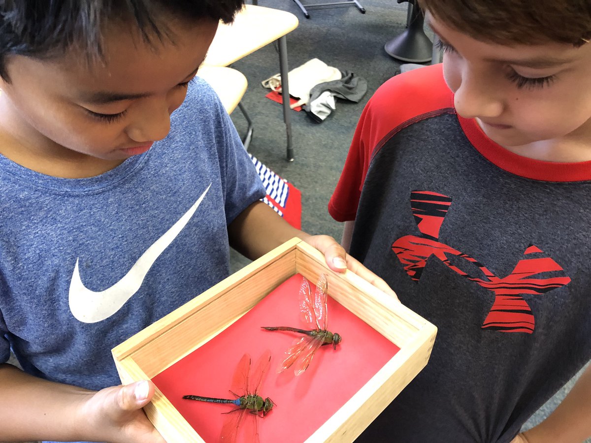 TeriKeith's tweet photo. Maybe the heat got to be too much. 🙁 But 3rd grade entomologists learn from an up close look. And no one screamed. Not even the principal. #gettingbraver @CISD_Science #lakeside1920
#foundtheseatlakeside https://t.co/3TSNSgSgDc