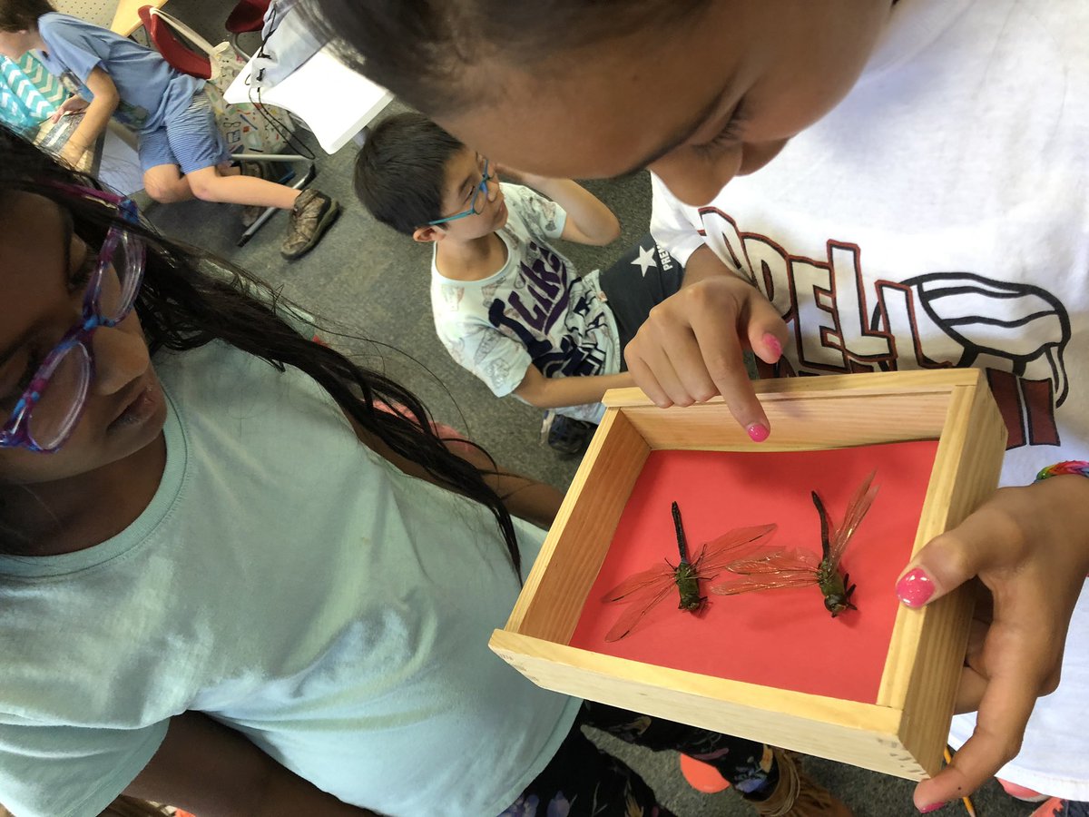 TeriKeith's tweet photo. Maybe the heat got to be too much. 🙁 But 3rd grade entomologists learn from an up close look. And no one screamed. Not even the principal. #gettingbraver @CISD_Science #lakeside1920
#foundtheseatlakeside https://t.co/3TSNSgSgDc