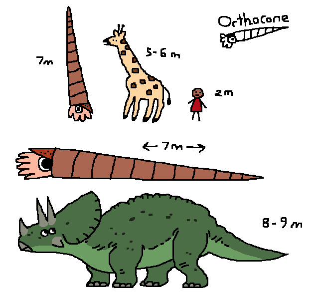 #orthocone
#paleontology 
#mossworm 