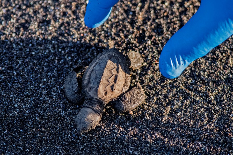 elnuevodiario's tweet photo. ¿Cómo Costa Rica logró proteger a una de las especies de tortugas marinas más amenazadas del planeta? 🐢🐢

Los detalles: https://t.co/GdLTAL3QGV 👈 https://t.co/j96sVi7Gpg