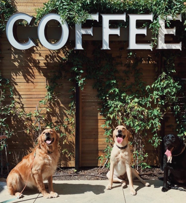 HoundstoothDTX's tweet photo. @RickDT We love dogs. We just ask that they stay on the patio. #houndsofhoundstooth https://t.co/WzGAipahvA