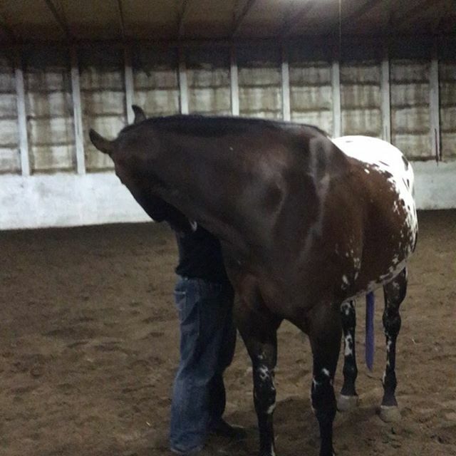 thetopspotca's tweet photo. Even in the dark.... and after a roll... he is amazing to me 🥰❤️🥰 that shine from ExcelEQ and Omega Alpha Supplements takes my breath away 🥰 #lersamtheman #aphc #excelproeliteshine #excelproelite #omegaalphaequine #excelsupplementscanada @thetopspotca https://t.co/0qi3CljpBa https://t.co/4j56HCyuT8