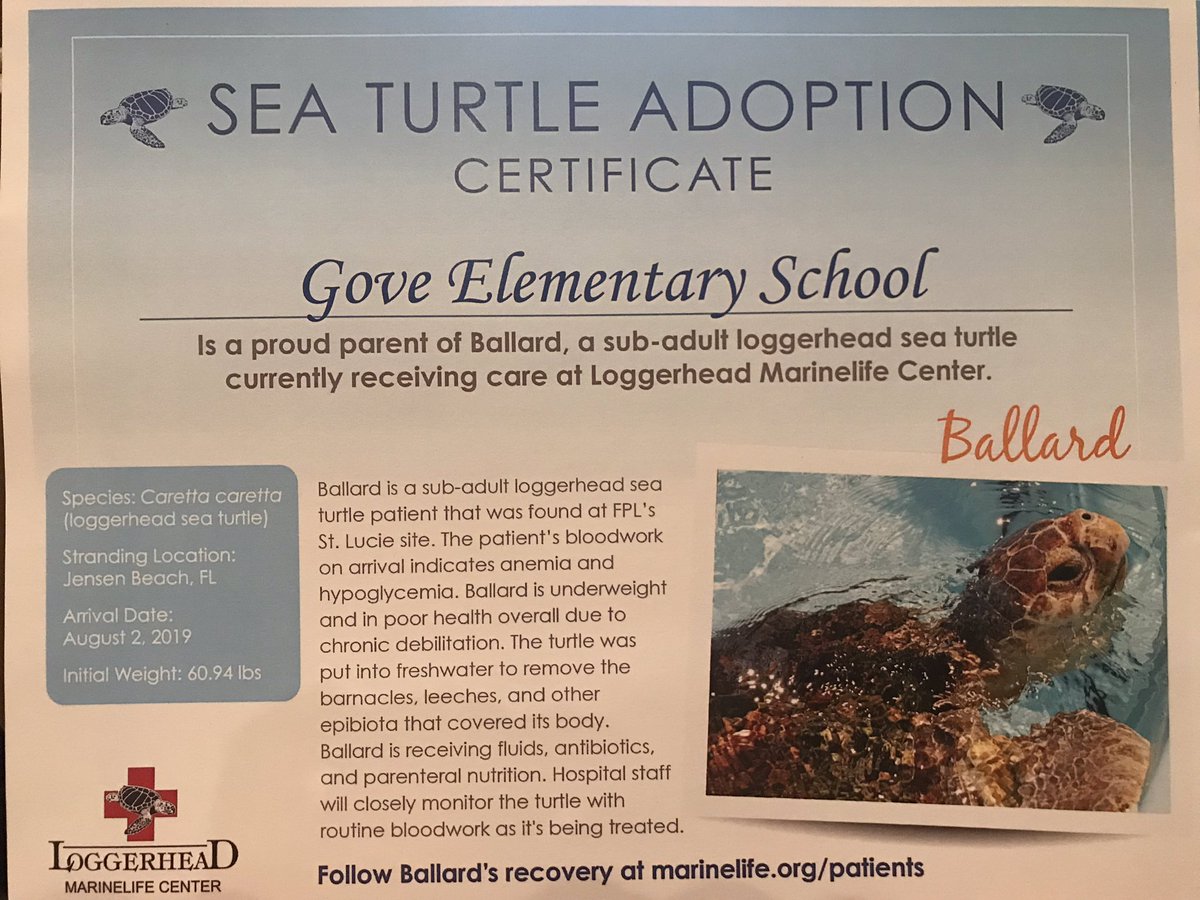 Gove_Elementary's tweet photo. Meet our turtle, Ballard! Thank you to   @LoggerheadMC https://t.co/zNx7dStvJE