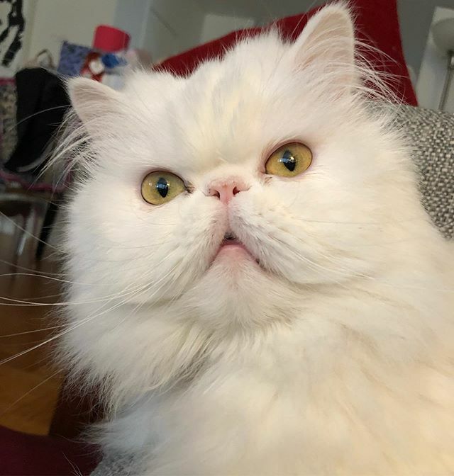 misspicklescat's tweet photo. Teh face you make when you find out dat dis “Lizzo” dat Meowmie keeps raving about is not, in fact, a reptile and you’re not gonna be able to go chase her around teh apartment 🙀 #shock #surprise #tbt #silly #thursday #thursdaymotivation #cutecat #ado… https://t.co/YD0FcsJ2Gz https://t.co/yUBK6lA8uh