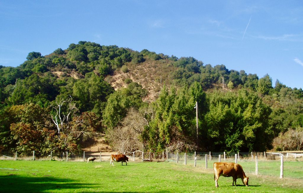 Hidden Villa tweet media