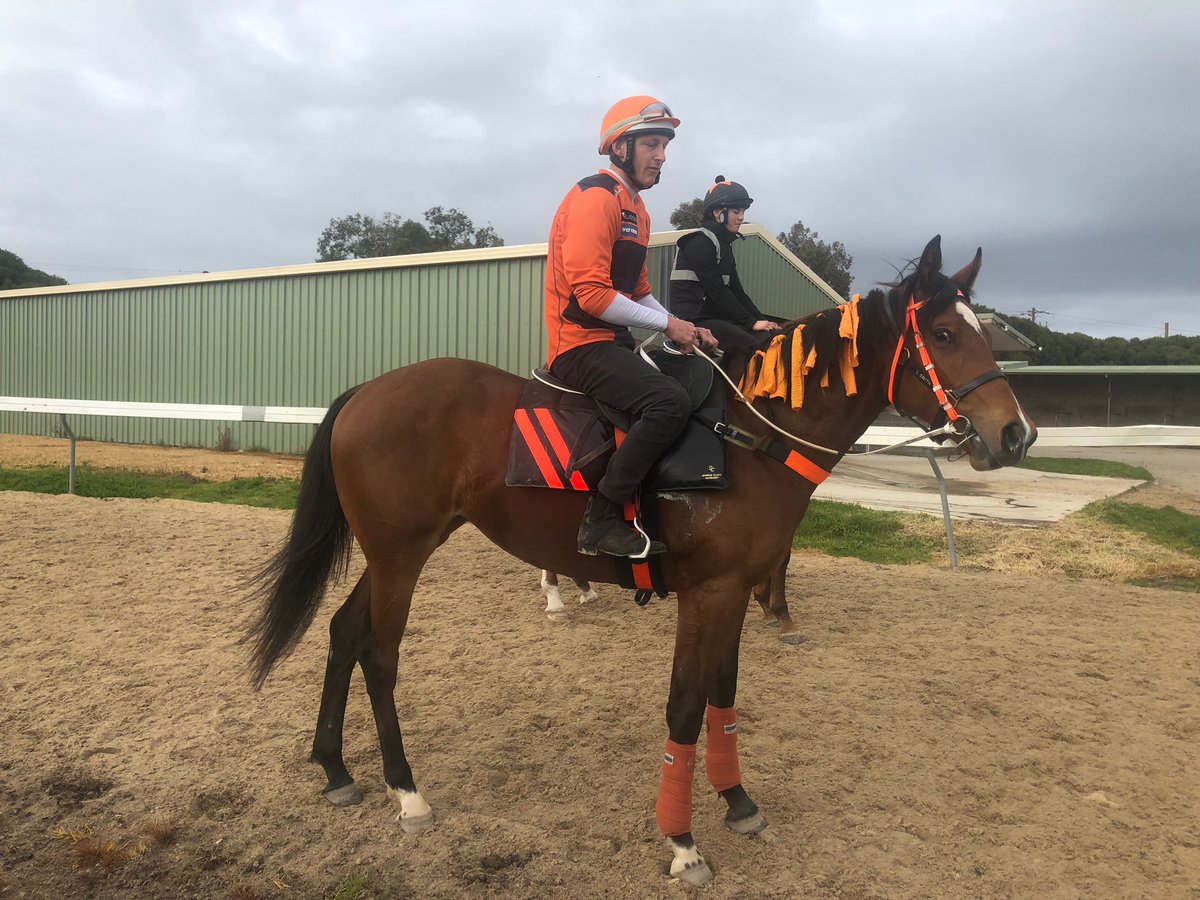Angelwalker and <a href="/patsajoc/">Paddy Bell</a> heading out to the track this morning in full support of <a href="/GWSGIANTS/">GWS GIANTS</a> in the <a href="/AFL/">AFL</a> Grand Final tomorrow. All the best to one of her owners <a href="/LordHeathShaw23/">Heath Shaw</a> and all the other Giants who head out onto The G.