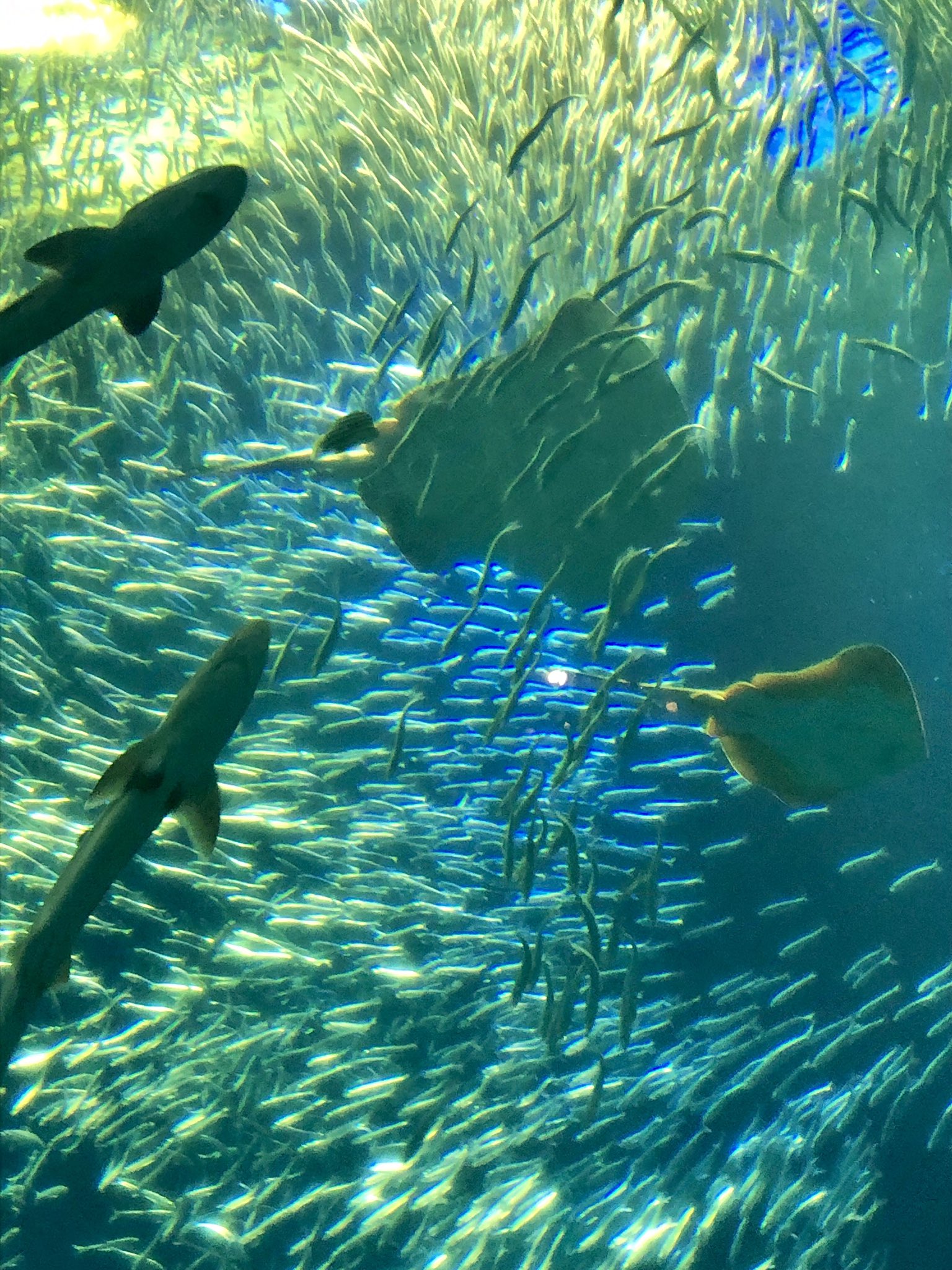 Oba Oba Pavlov Mart 昨日は日帰りで大洗のアクアワールドに行ってきました ここはサメに特化した水族館で現在54種類 ほど飼育しているとか 巨大なサメが悠々と泳いでいました 寝てるサメかわいい イカとタコが見当たらなかったけど今はいないのかな