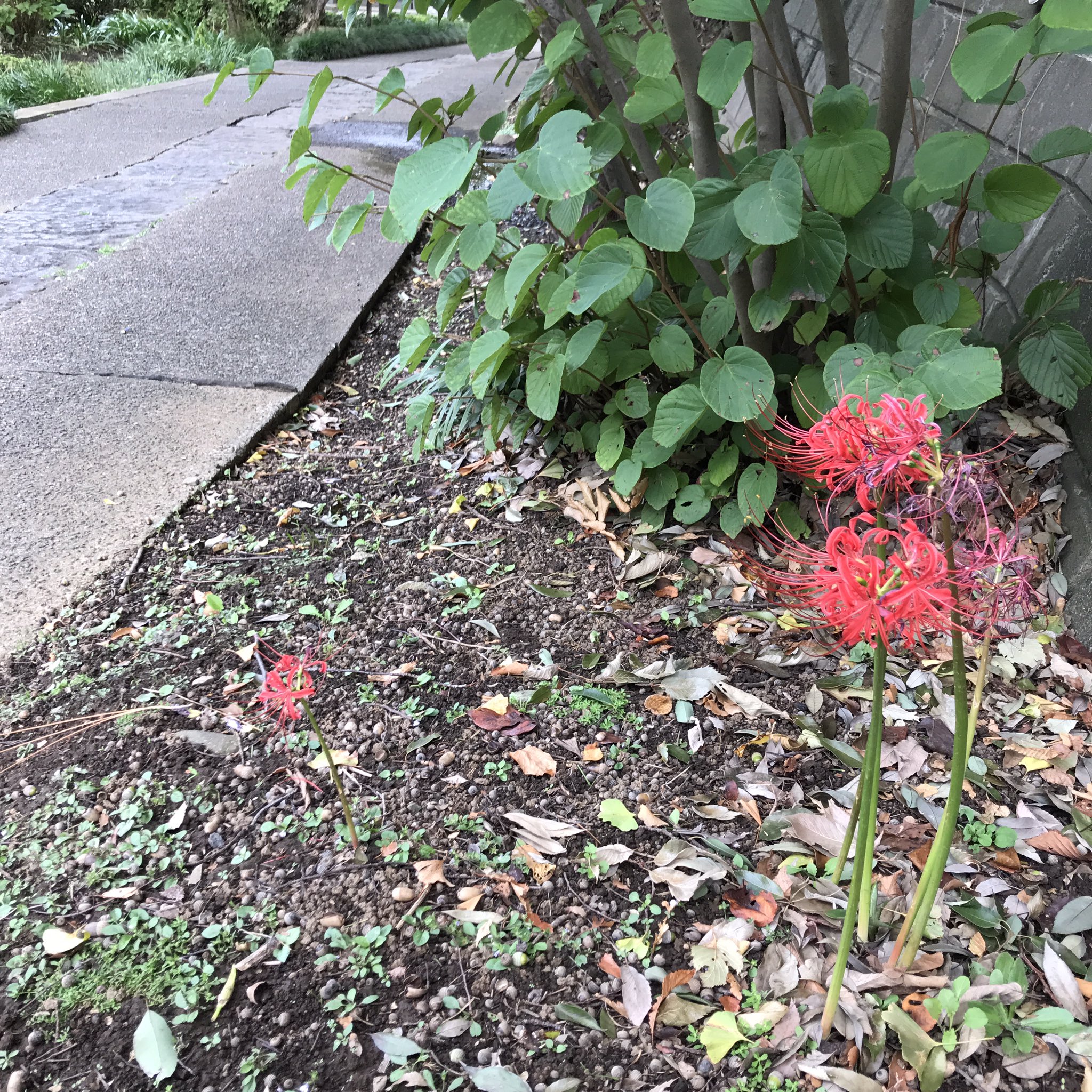 長窪山 正覚寺 花便り いつもは彼岸の入りに合わせて満開に咲いてくれるヒガンバナですが 先日の台風の影響か 今回は遅め少なめの開花です 花便り 彼岸花 ヒガンバナ 曼珠沙華 花の寺 あじさい寺 横浜 都筑区 センター南 センター北 港北