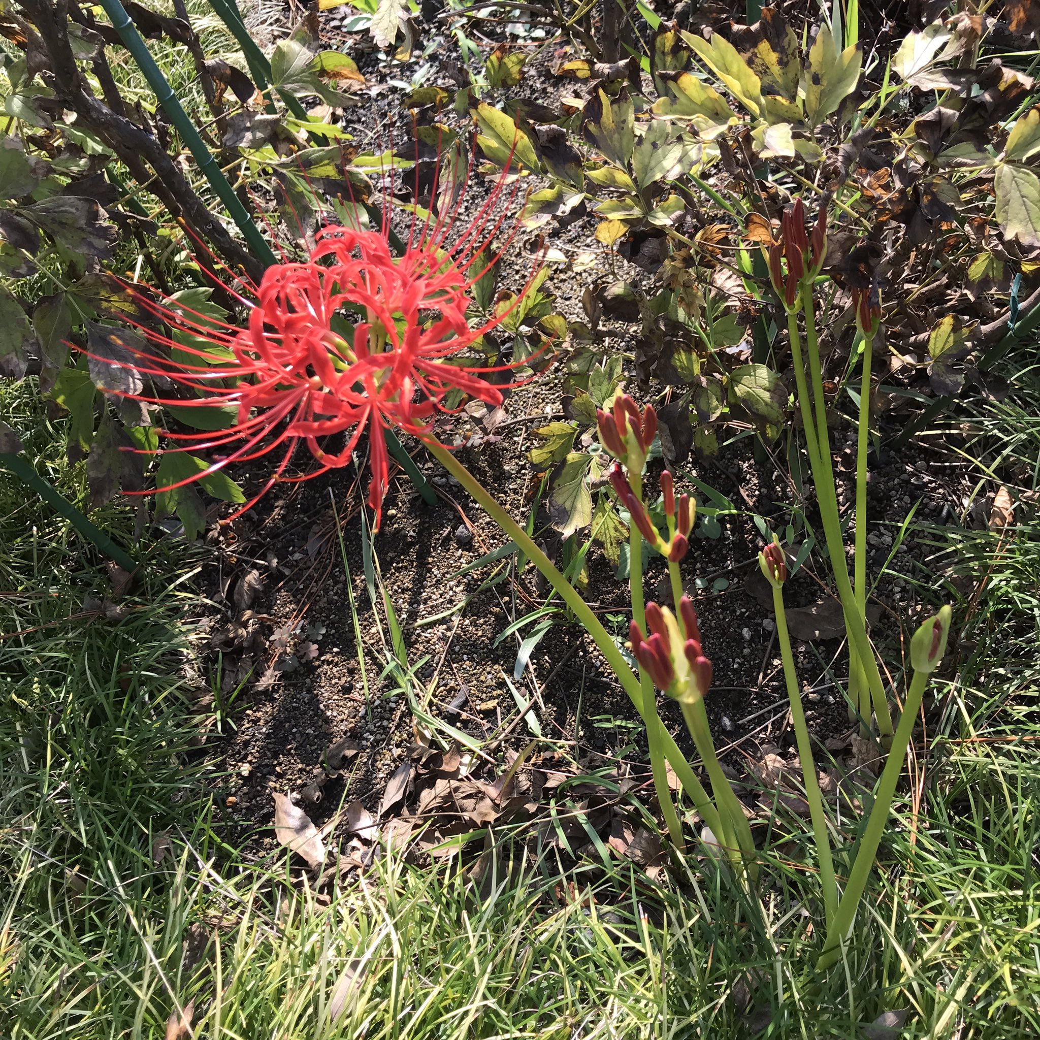 長窪山 正覚寺 花便り いつもは彼岸の入りに合わせて満開に咲いてくれるヒガンバナですが 先日の台風の影響か 今回は遅め少なめの開花です 花便り 彼岸花 ヒガンバナ 曼珠沙華 花の寺 あじさい寺 横浜 都筑区 センター南 センター北 港北