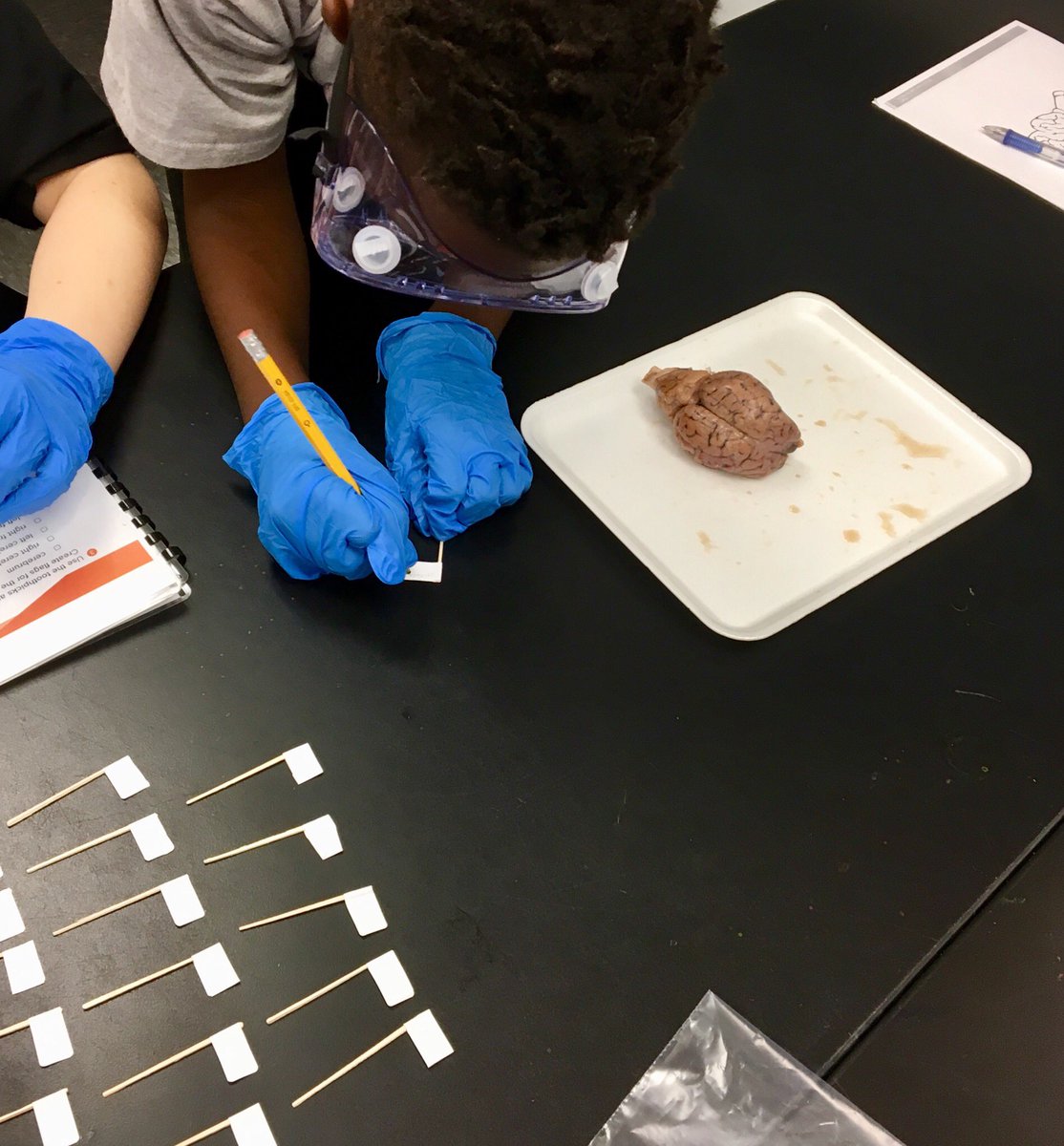 HeritageMS_WCS's tweet photo. The brain!! The brain!!! Mrs. Ball’s Medical Detective students get some hands on experience with dissection. @DruTomlin4Edu @WCSOH @super_wcsd @arbaldwin #exploration #notyouraveragescienceclass #huskystrong https://t.co/gH5X3J8mQH