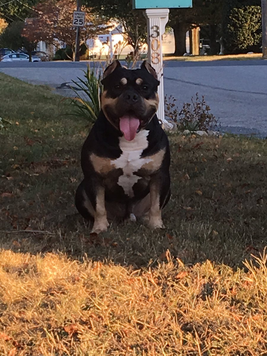 BrookeSmetzer's tweet photo. My handsome American Bully ready for those girls. Grizzly has passed his genetic health testing through Embark and Paw Print Genetics! He does not have or carry any health problems this also includes CRD4 we will be working on cardiac, hips, elbows, and patellas very soon! https://t.co/vOQmrOOpYs