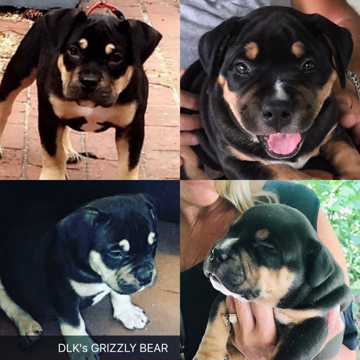 BrookeSmetzer's tweet photo. My handsome American Bully ready for those girls. Grizzly has passed his genetic health testing through Embark and Paw Print Genetics! He does not have or carry any health problems this also includes CRD4 we will be working on cardiac, hips, elbows, and patellas very soon! https://t.co/vOQmrOOpYs