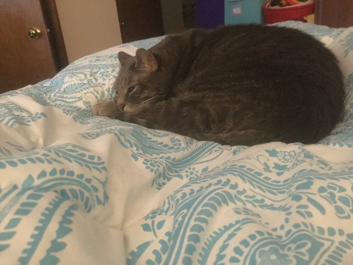 parham1961's tweet image. Goodnight and sweet dreams friends❤️🤗😘
#AdoptDontShop #oneforallandallforone