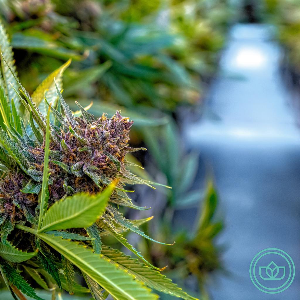 GetTheJoint's tweet photo. Work in weed with no time to network? ⏳ We’ve got your back... 👊 Swipe through fellow JOINTpreneurs &amp; make canna-connections to help your business grow. 🌱 Get the app 📲 https://t.co/qMuf0qS0fq #getthejoint #joint #blunts #420 #jointpreneur #ganjalove #cannabisculture #weed https://t.co/iQe2aKJB18