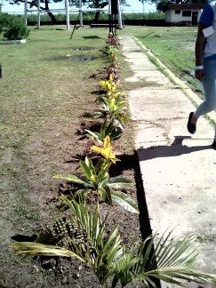 ORNATO Y EMBELLECIMIENTO EN LA FUNDACIÓN ESTACIÓN PISCICOLA CON LA PARTICIPACIÓN DE MINEC APURE,GUARDERÍA AMBIENTAL , GOBERNACIÓN , IVSS, ESTUDIANTES DE LA UNESR Y TRABAJADORES DE LA ESTACIÓN PISCICOLA🐟🐟🐟🐟🐟🐟 🌿🌿🌎✌️✌️✌️✌️.