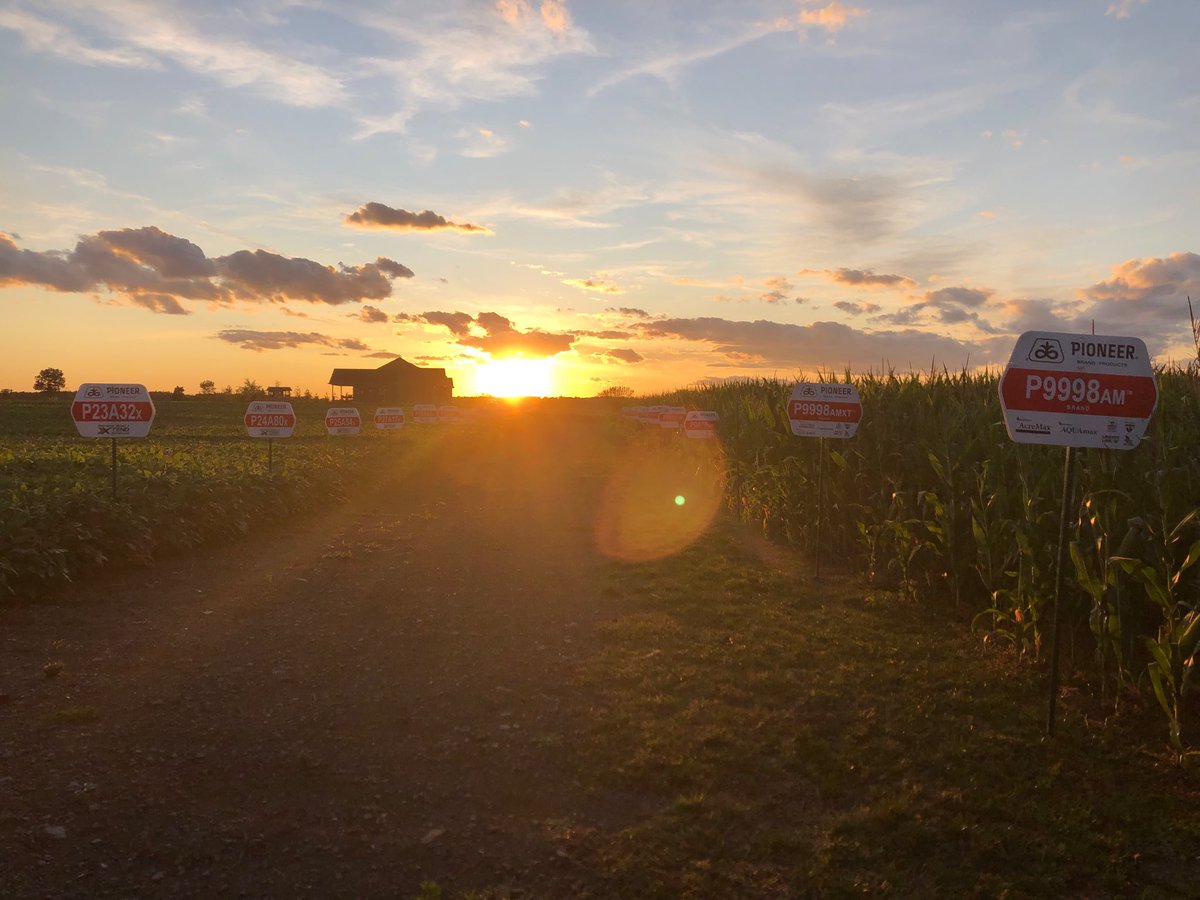 hollyloucas's tweet photo. Beautiful fall night to look ⁦@PioneerSeedsCA⁩ corn and soybeans ⁦@twentyviewfarms⁩ ⁦@TwentyView⁩ ⁦@erik_sharpe⁩ https://t.co/rKkXF6xZTn