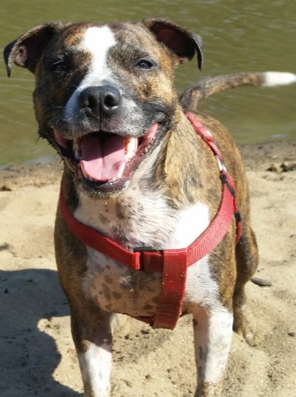 sparklite's tweet image. #dogsoftwitter #staffiesaturday #dogcelebration
#staffordshirebullterrier #mydogiscutest #happystaffie #furbaby #bestfriend #suchajoy #myshadow #animalsarebetterthanhumans