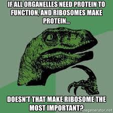 NRibosomes's tweet photo. i mean .. where’s the lie #nhsorganellecampaign2019 https://t.co/UBuVKKKoYF