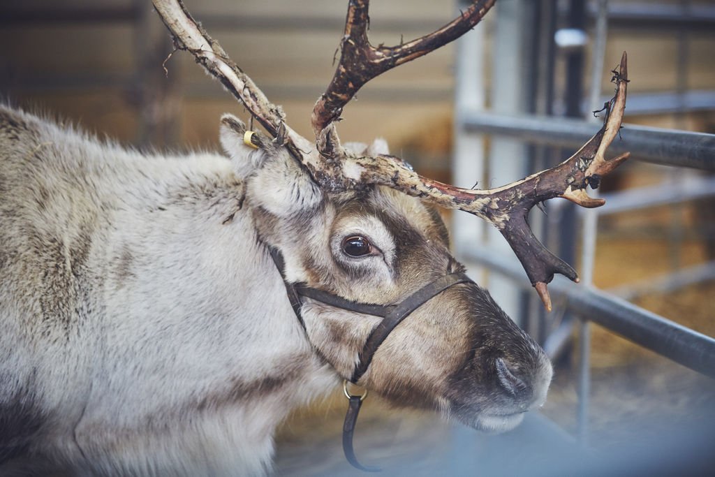 Your feedback is really important to us as an #independent #local family farming business. We'd be very grateful if you could answer a few questions about Cotley Farm #Christmas. We're offering a £5 voucher to every one who submits a response. bit.ly/2mrOtys