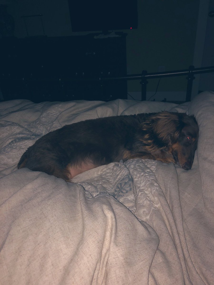 MichaelaEichen2's tweet photo. Back to sleep for this sweet #tubbylumpkins 🐶❤️🌈🕷Keep your tail to yourself. https://t.co/kt75r4ps1p