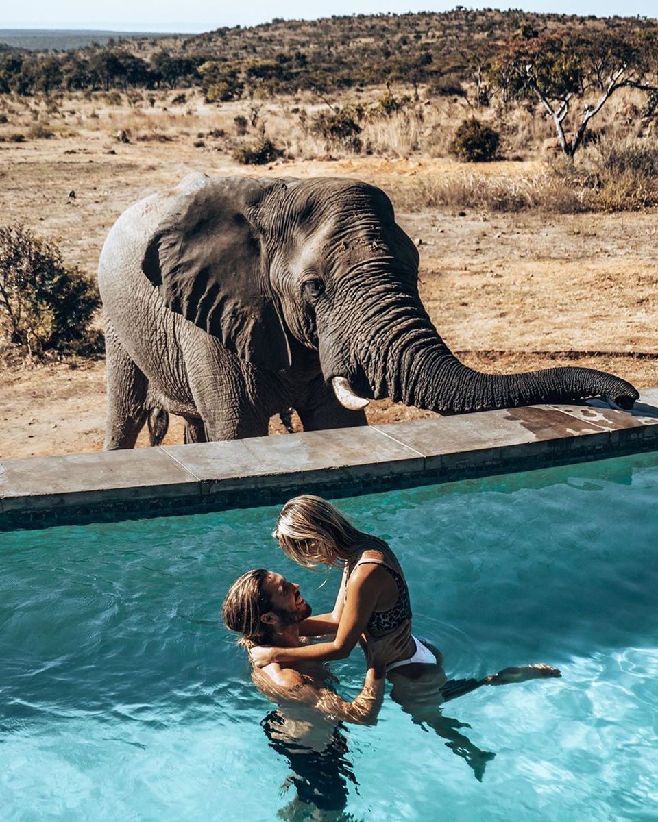 🐘 Swimming alongside wild elephants in this infinity pool at Mhondoro Safari Lodge, South Africa, has just made its way to the top of our bucket list. What an incredible experience 😍.

📸 : @firstclassandmore
📍 @mhondorosafarilodgeandvilla