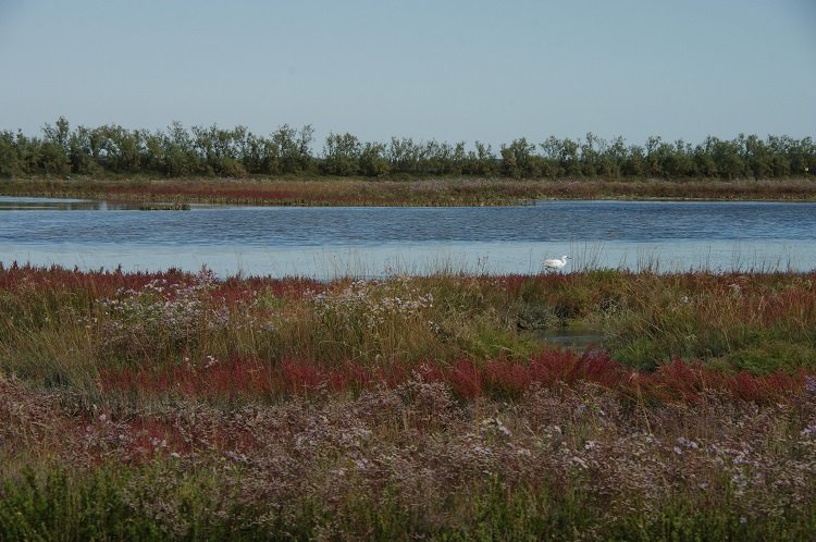 Nicoletta De Rossi tweet media