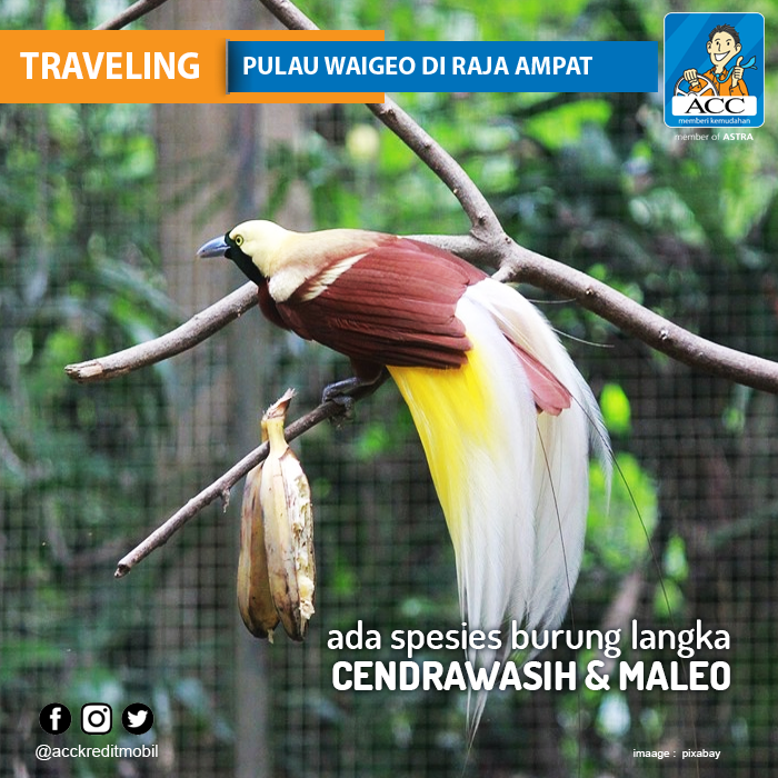 Astra Credit Companies On Twitter Waigeo Menjadi Rumah Bagi