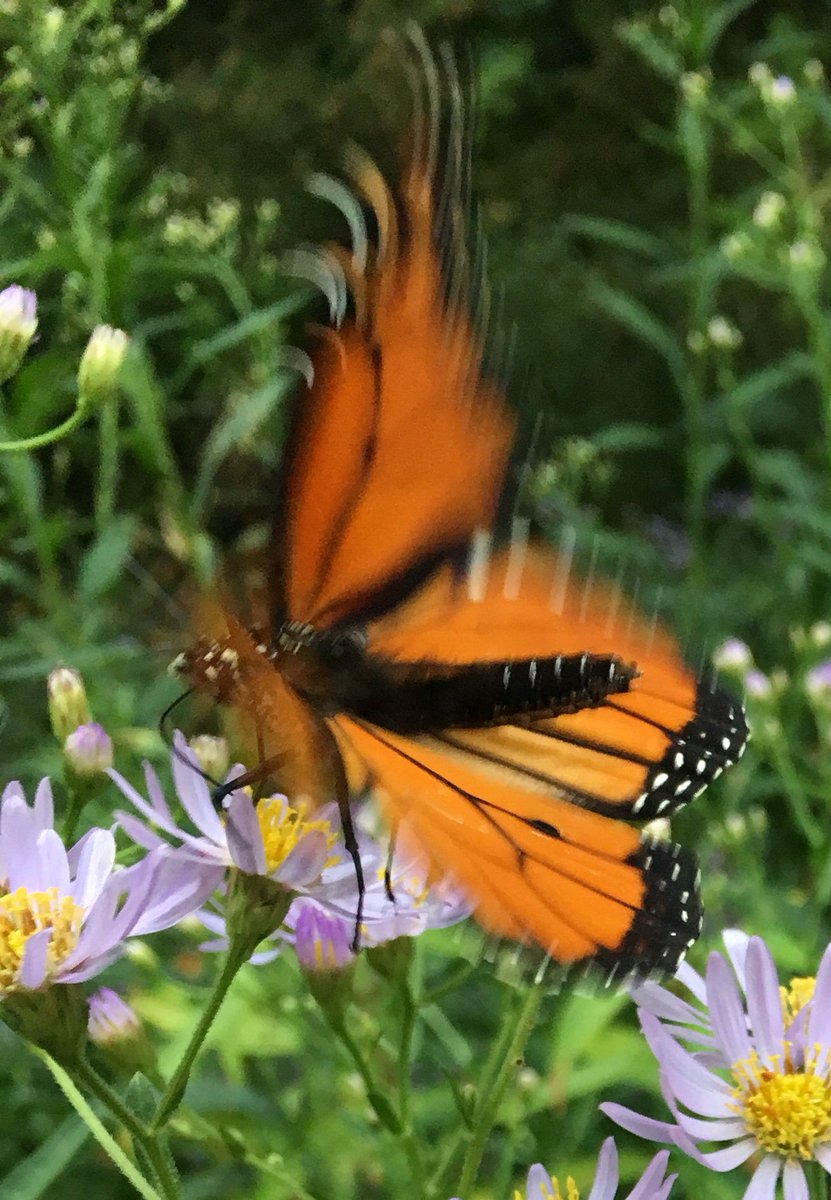 mandolajoe's tweet photo. I seldom post photos as blurred as this, but I sometimes blurry’s better . . .

Male #Monarch #butterfly, on New England Aster, in the #Shakespeare_Garden in #Central_Park, NYC) https://t.co/8x5tYbykF7