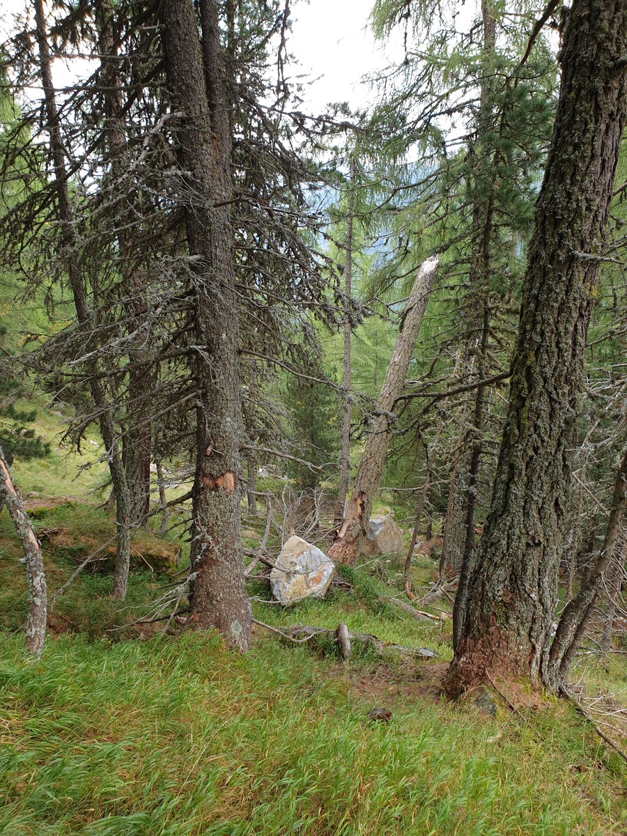 TrentinoForest's tweet photo. Efficacia del bosco di protezione da massi - a Cogolo (Val di Peio) lo stakeholders meeting del progetto #EUAlpineSpace #ROCKTHEALPS
Forest protection against rockfall - stakeholders meeting in Sole Valley (Cogolo) for the #EUAlpineSpace #ROCKTHEALPS
https://t.co/JzDxNFhBsU https://t.co/khjIofHK18