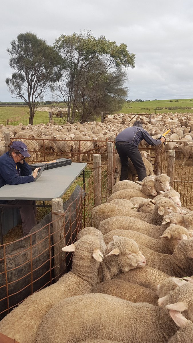 A couple of pro's doing some data management. Entering lambs into <a href="/BreedElite/">BreedELITE</a> ready for future data collection. <a href="/ramsay_mart/">Martin Ramsay</a>