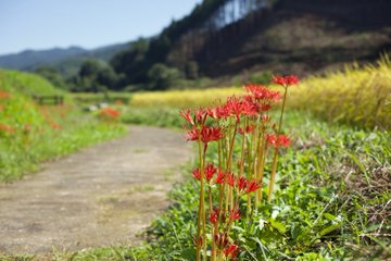 秋の風物詩 彼岸花が一面に広がる もう一つの那須 芦野 簑沢がすごい 栃木県那須の観光 移住情報メディアnasumo ナスモ